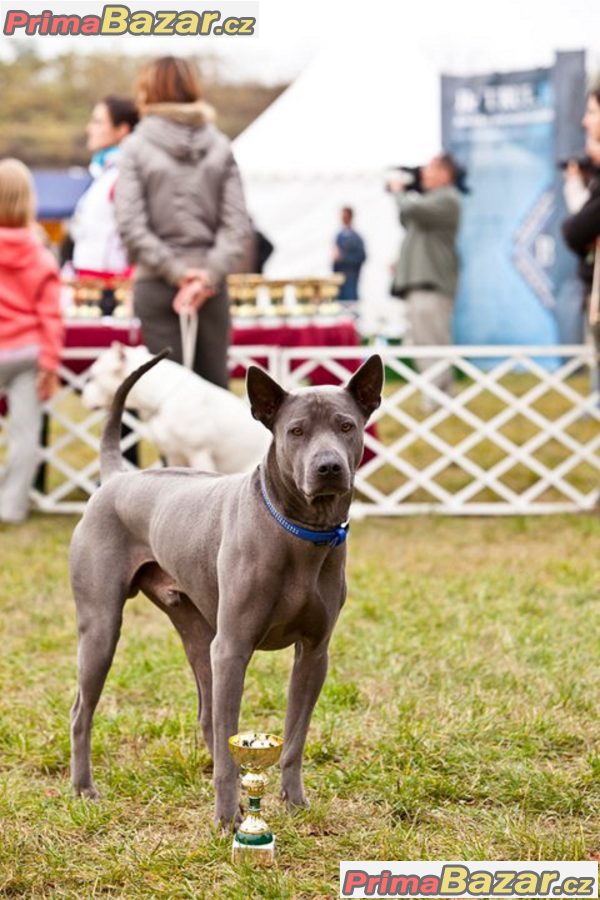 Thajský ridgeback modrý Thajský ridgeback modrý