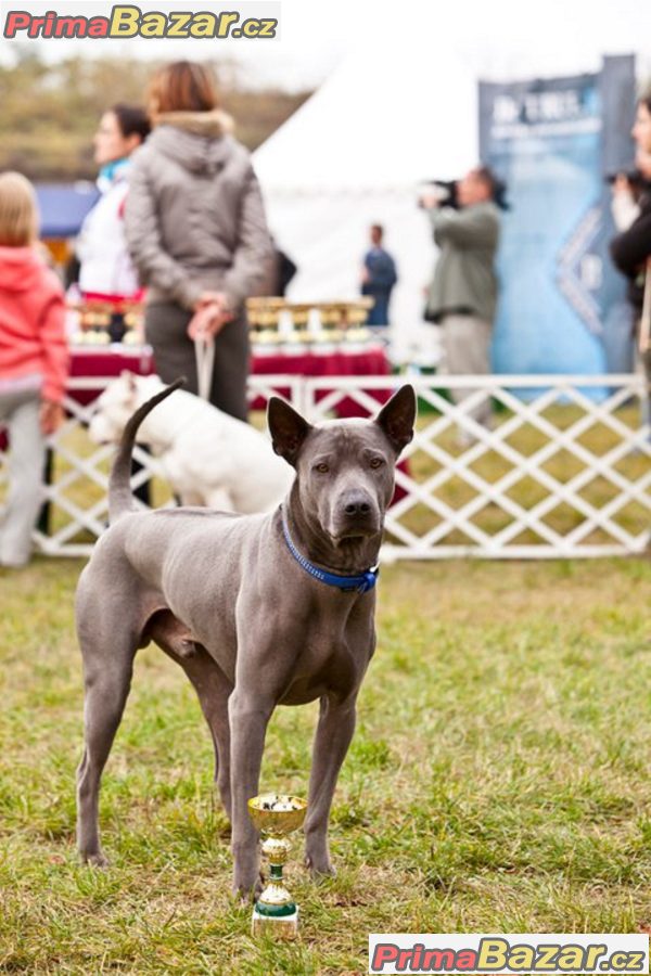 Thajský ridgeback modrý