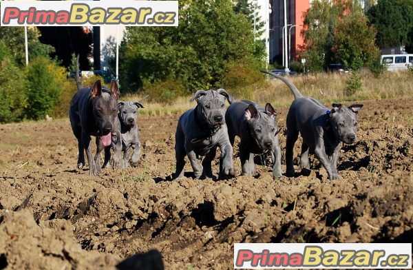 Thajský ridgeback modrý Thajský ridgeback modrý