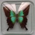 Motýl ve skle - Papilio blumei