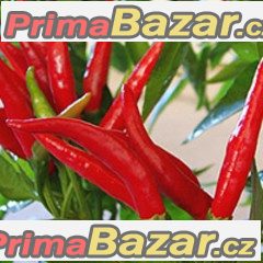 chilli-tejaswini-semena