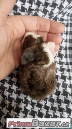 Krásná mláďata morčat - peruánec lunkarya Krásná mláďata morčat - peruánec lunkarya