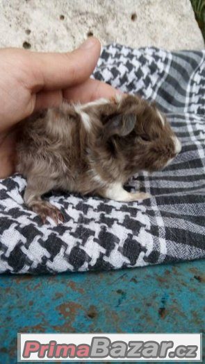Krásná mláďata morčat - peruánec lunkarya Krásná mláďata morčat - peruánec lunkarya