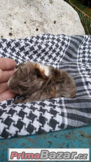 Krásná mláďata morčat - peruánec lunkarya Krásná mláďata morčat - peruánec lunkarya