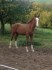 krasavec po Quick lauro Z - Quick Star