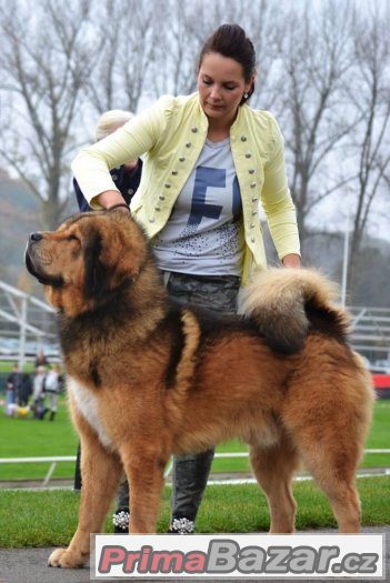 Tibetská doga - štěňátka s PP