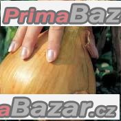 Cibule Globo - semen