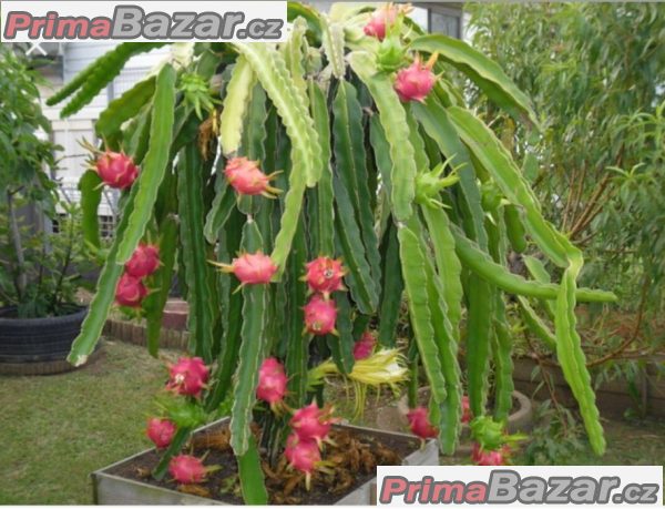 Hylocereus Undatus - semena