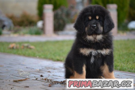 tibetska-doga-stenatka