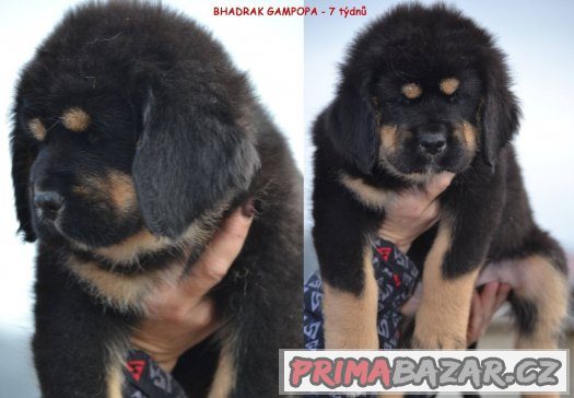Tibetská doga - štěňátka Tibetská doga - štěňátka