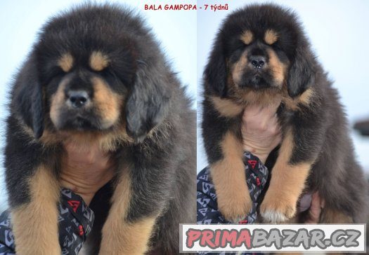 Tibetská doga - štěňátka Tibetská doga - štěňátka