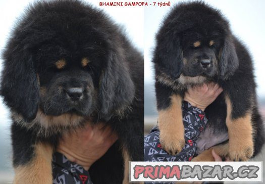 Tibetská doga - štěňátka Tibetská doga - štěňátka