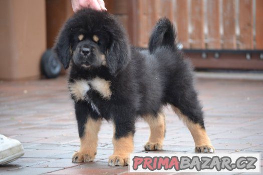 Tibetská doga - štěňátka Tibetská doga - štěňátka
