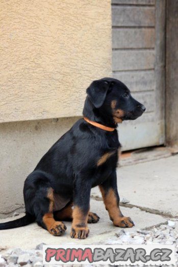 Beauceron - francouzský ovčák