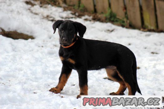 Beauceron - francouzský ovčák