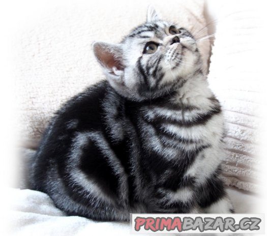 britska-kotatka-silver-spotted-blotched-tabby-s-pp