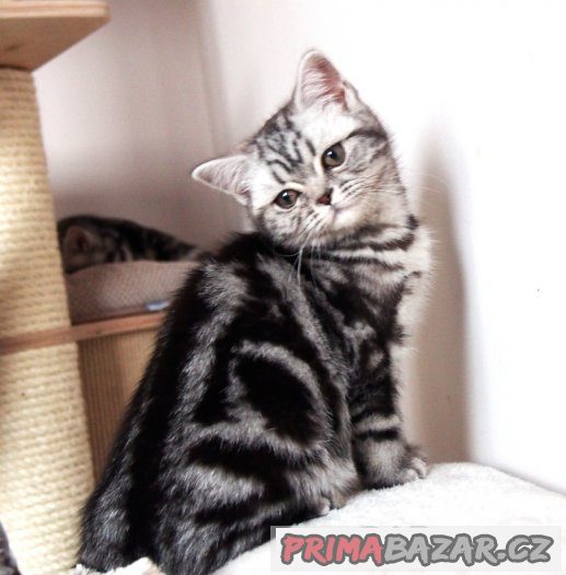 Britská  koťátka (silver spotted, blotched tabby) s PP