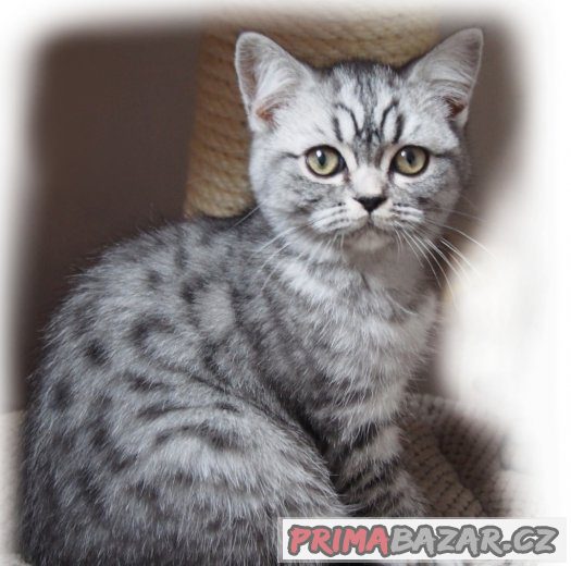 Britská  koťátka (silver spotted, blotched tabby) s PP