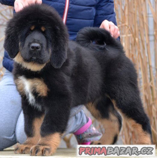 Tibetská doga - štěňátko PES na prodej