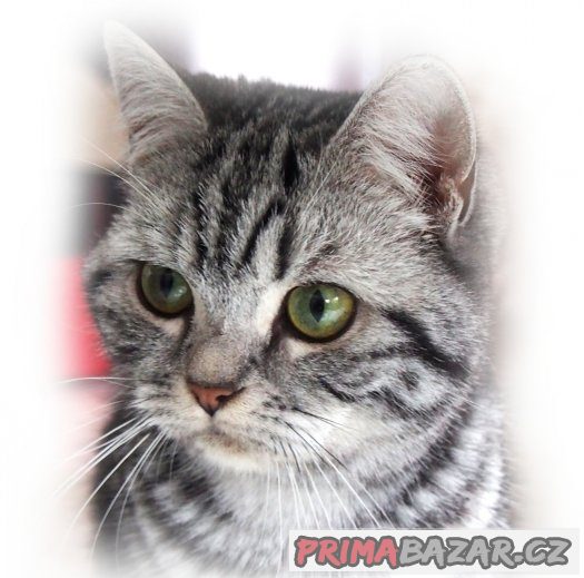Stříbrná mramorovaná kočička s průkazem původu (BSH)
