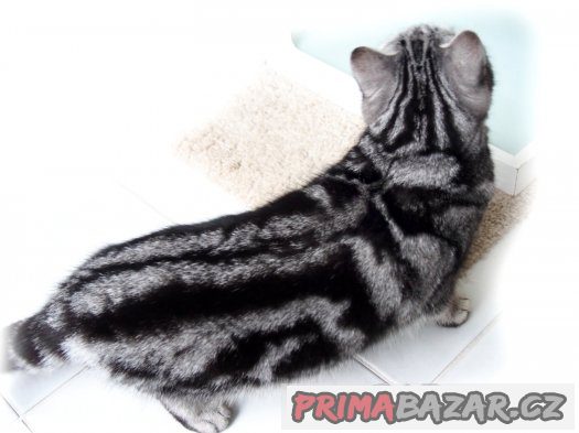 Stříbrná mramorovaná kočička s průkazem původu (BSH)