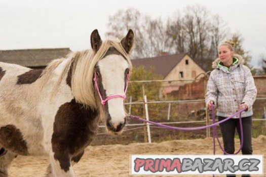 1,5 letá kobylka irského coba vzácné barvy i výšky