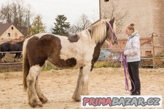 1,5 letá kobylka irského coba vzácné barvy i výšky