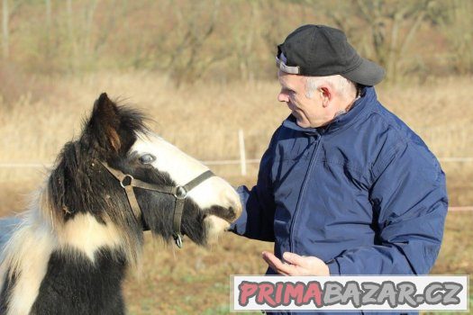 Milouš - Vymazlený hřebeček irského coba s 1.premií