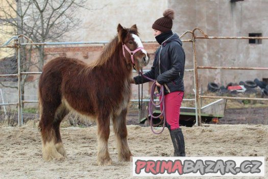 Loňská kobylka irského coba s plným původem