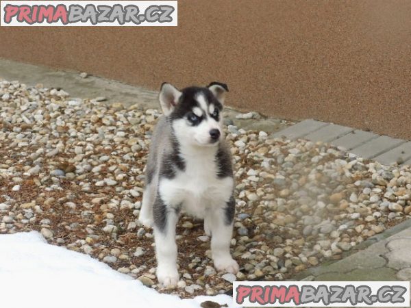 sibirsky-hasky-pejsek