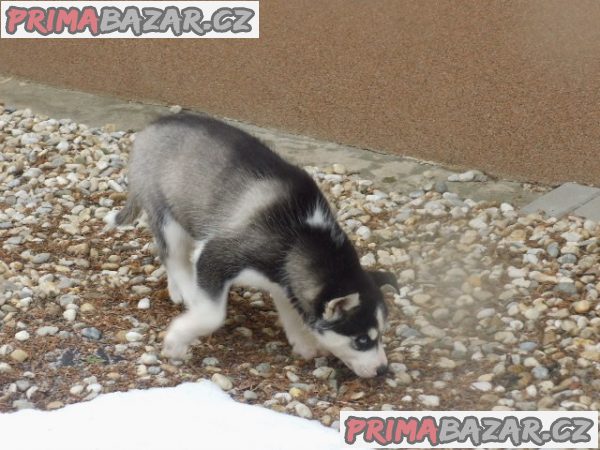 Sibiřský hasky pejsek Sibiřský hasky pejsek