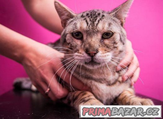 ♥ Bengálský pár Venus a Loki hledají společný domov ♥ ♥ Bengálský pár Venus a Loki hledají společný domov ♥