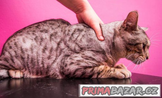 ♥ Bengálský pár Venus a Loki hledají společný domov ♥ ♥ Bengálský pár Venus a Loki hledají společný domov ♥