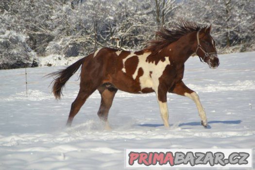 paint-horse-valasek