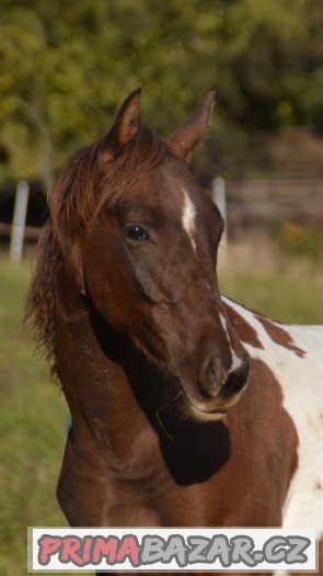 Paint horse valášek