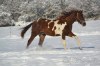 Paint horse valášek