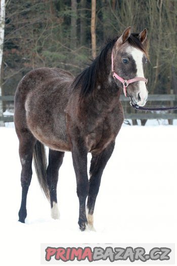 QH hřebeček 2 roky