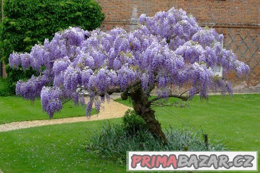 Wisteria ( modrý déšť ) - semena 5 ks