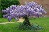 Wisteria ( modrý déšť ) - semena 5 ks
