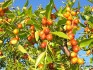 Jujuba ( Zizyphus mauritiana ) - semena 5 ks