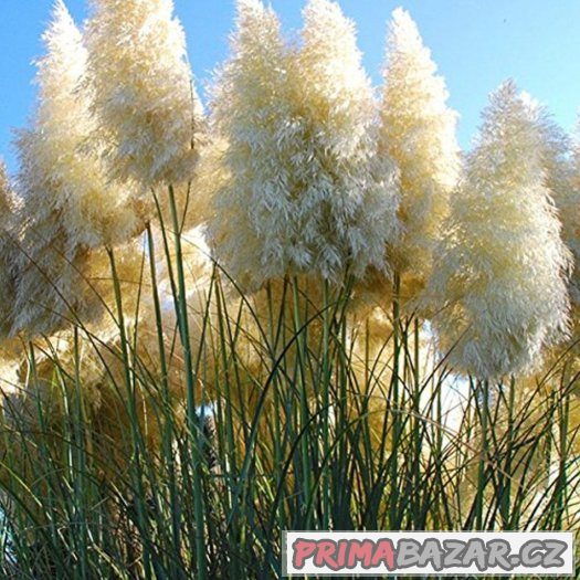 Kortadérie - Pampas tráva - semena 50 ks