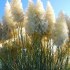 Kortadérie - Pampas tráva - semena 50 ks