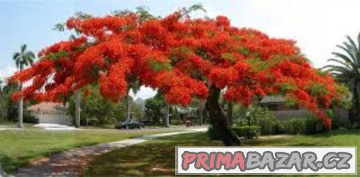 Delonix královská ( delonix regia ) - semena 5 ks