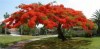 Delonix královská ( delonix regia ) - semena 5 ks