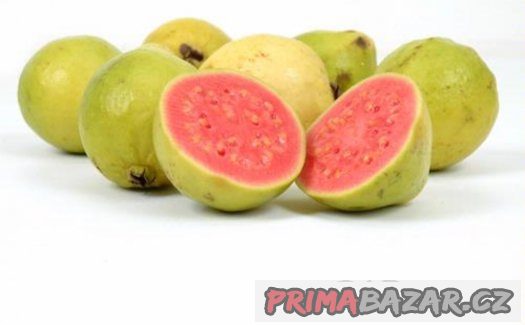 Guava Psidium Guajava ( kvajáva) - semena - 10 ks