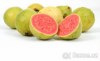 Guava Psidium Guajava ( kvajáva) - semena - 10 ks