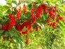Schizandra chinensis - semena 10 ks