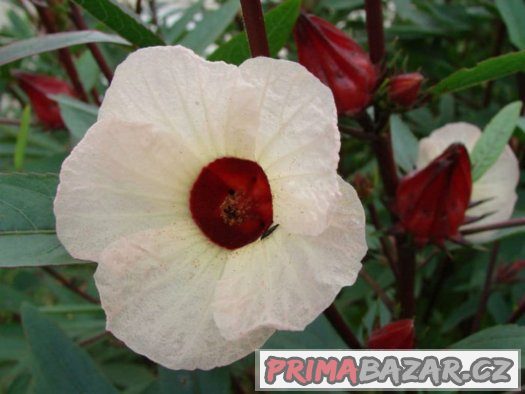 Ibišek súdánský hibiscus sabdariffa - semena 10 ks