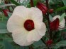Ibišek súdánský hibiscus sabdariffa - semena 10 ks