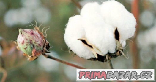 Bavlník ( Gossypium ) - semena 10 ks